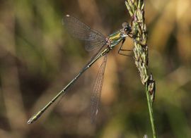 Lestes viridis. Houtpantserjuffer