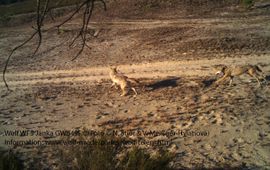 Zenderwolf Janka met een roedelgenoot in het ouderlijk territorium in Ueckermünde