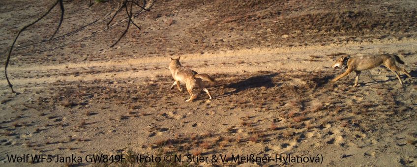 Zenderwolf Janka met een roedelgenoot in het ouderlijk territorium in Ueckermünde