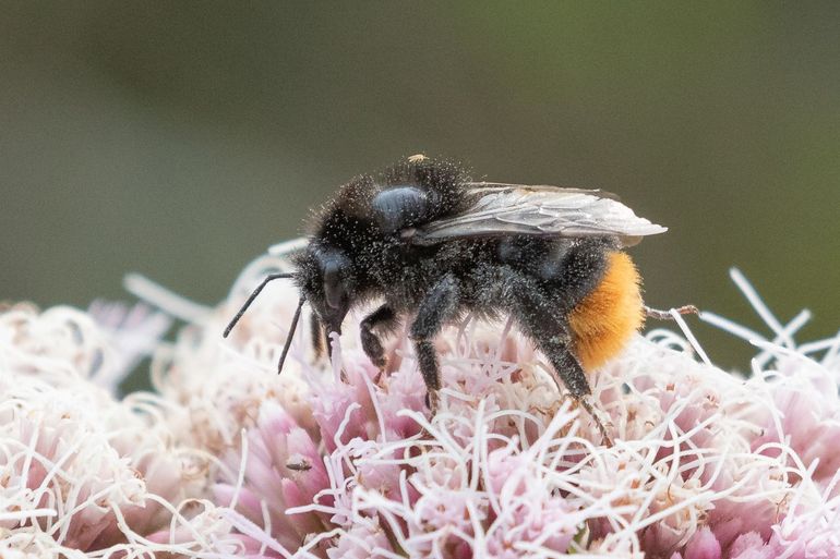 Van de steenhommel waren de getelde aantallen in het meetnet hommels in 2023 lager dan het gemiddelde van 2018-2022