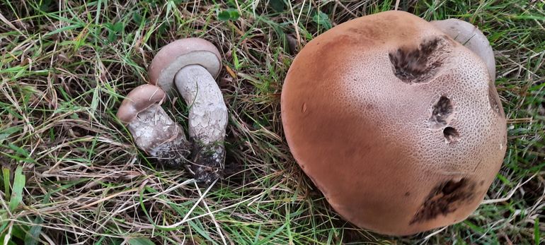 Harde populierboleet ( Leccinum duriusculum)