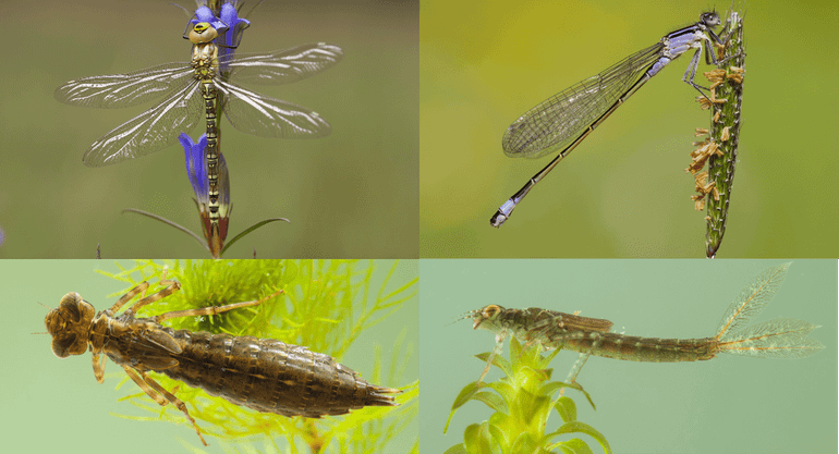 De blauwe glazenmaker (Aeshna cyanea) behoort tot de echte libellen. Linksboven een volwassen exemplaar; linksonder een larve. Rechtsboven een volwassen exemplaar van de waterjuffer het lantaarntje (Ischnura elegans) en rechtsonder de larve