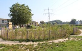 Tiny Forest de Bostimist aangelegd op het schoolplein van de basisschool De Optimist in de gemeente Almere.