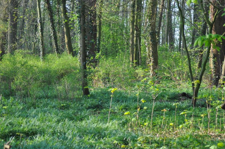 Er is veel gevarieerde ondergroei in het bos