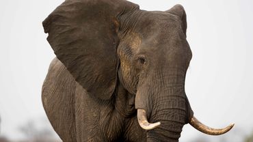 Afrikaanse olifant in Hwange National Park, Zimbabwe