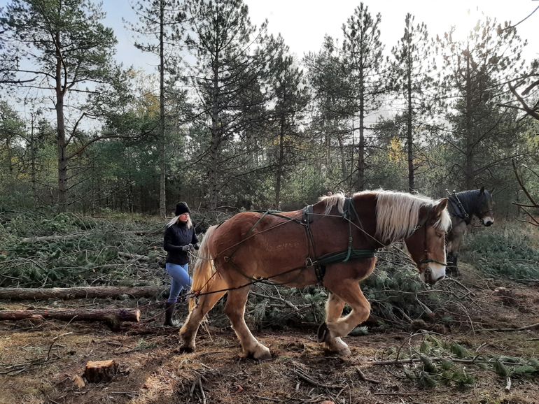 Boswerkzaamheden worden kleinschalig uitgevoerd op een manier die de bosbodem niet belast en soms worden daarbij ook paarden ingezet