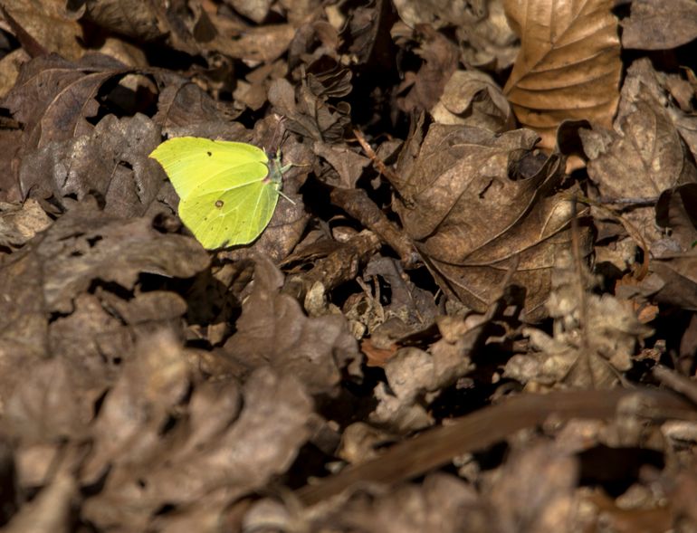 Citroenvlinder