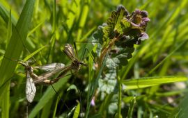 Lentelangpoot, Tipula vernalis - 21 april 2026, Haagsteeg, Agro Businesspark, Wageningen