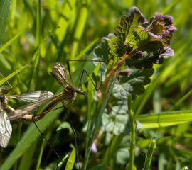 Lentelangpoot, Tipula vernalis - 21 april 2026, Haagsteeg, Agro Businesspark, Wageningen