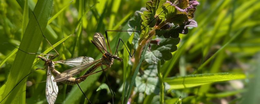 Lentelangpoot, Tipula vernalis - 21 april 2026, Haagsteeg, Agro Businesspark, Wageningen