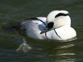 Mergellus albellus. Nonnetje, man