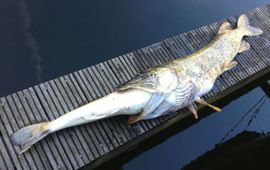 René Spaargaren Gulzige snoek stikt door poging snoekbaars te eten.