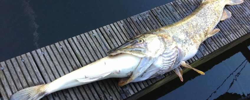 Gulzige snoek stikt door poging snoekbaars te eten.