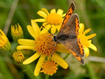 In het najaar zijn jakobskruiskruid en boerenwormkruid veel gebruikte nectarplanten