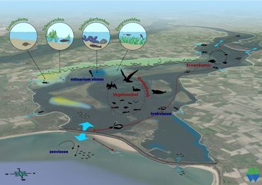 De leefgebieden in het Grevelingenmeer