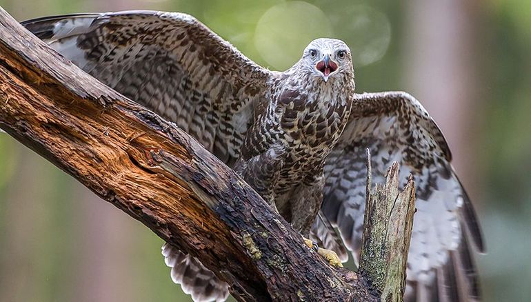 Sommige vogels verdedigen hun nest nogal actief, want ze zijn ervan overtuigd dat u hun kinderen wilt opeten