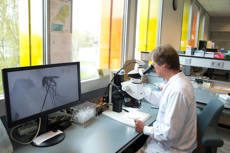 Een Aziatische tijgermug wordt bekeken in het NVWA-laboratorium in Wageningen