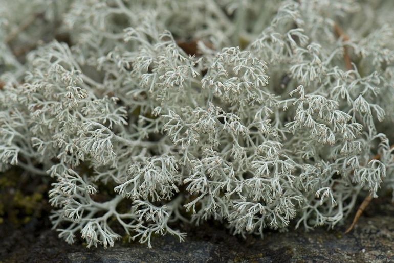 Rendiermos - in dit geval de soort gebogen rendiermos - vormt lichtgrijze kluwens