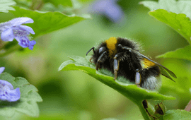 De hommels van de aardhommelgroep zijn in vrijwel iedere tuin te vinden.