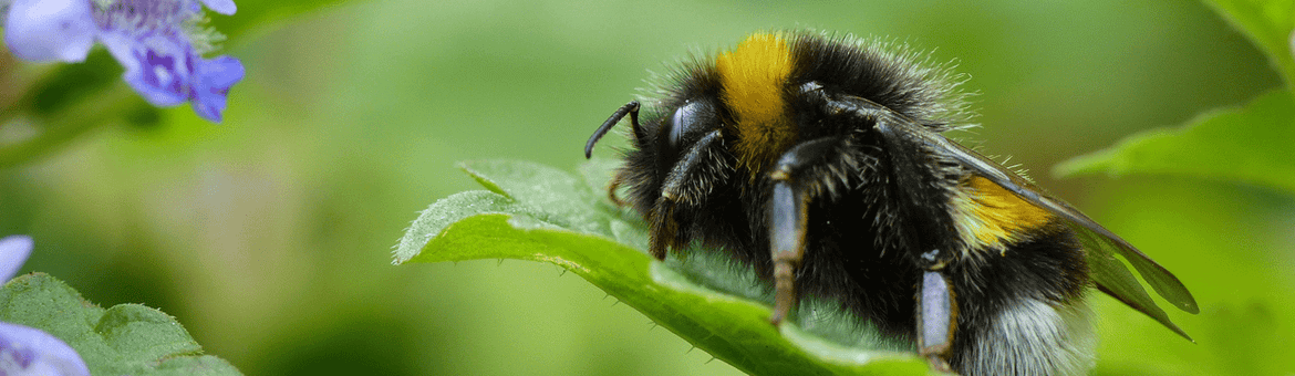 De hommels van de aardhommelgroep zijn in vrijwel iedere tuin te vinden.