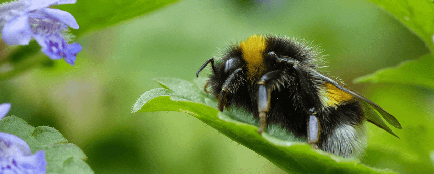 De hommels van de aardhommelgroep zijn in vrijwel iedere tuin te vinden.