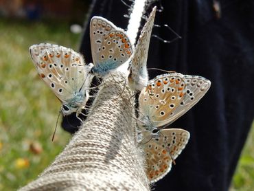 Een lezing gaat over het herkennen van blauwtjes. Hier: adonisblauwtje, bleek blauwtje en icarusblauwtje