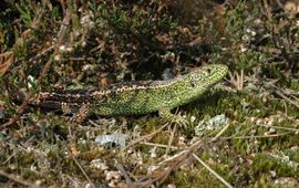 Angela de Wild zandhagedis, mannetje