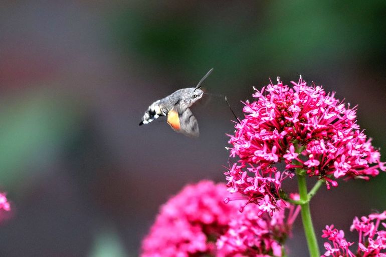 Rode valeriaan blijft lang doorbloeien en is geliefd bij insecten