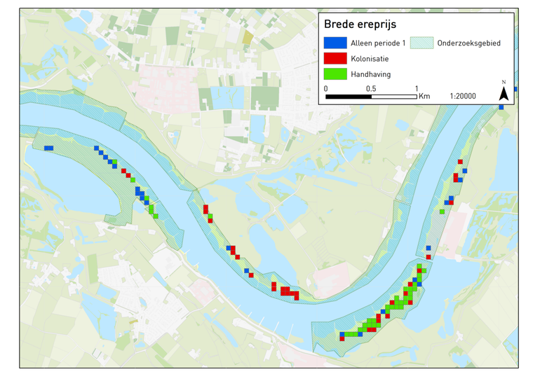 Dynamiek in verspreiding van brede erepijs in een deel van de Gelderse Poort