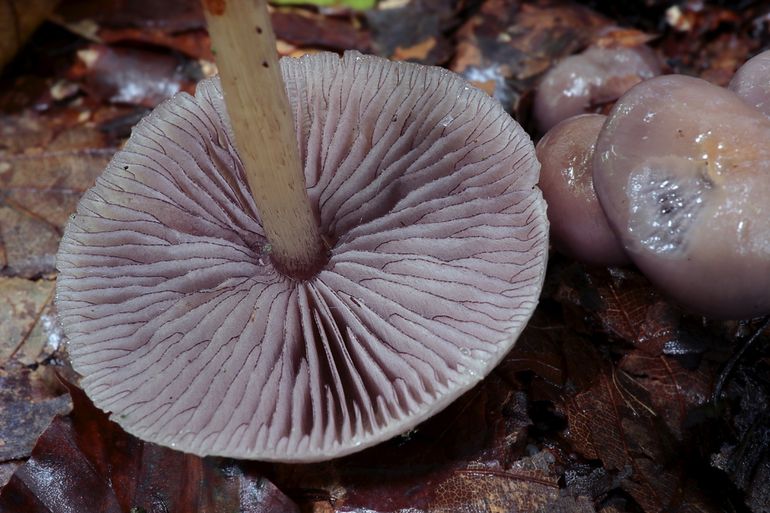 Sommige paddenstoelen, zoals de Purpersnedemycena (Mycena pelianthina) houden wel van wat regen