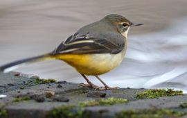 Koos Dansen Grote gele kwikstaart