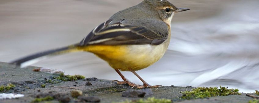 Grote gele kwikstaart