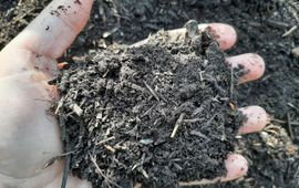 Bosgroepen Compost