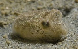 Peter H. van Bragt Juveniele zeekat