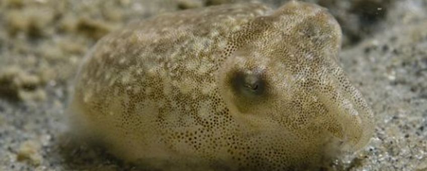 Juveniele zeekat