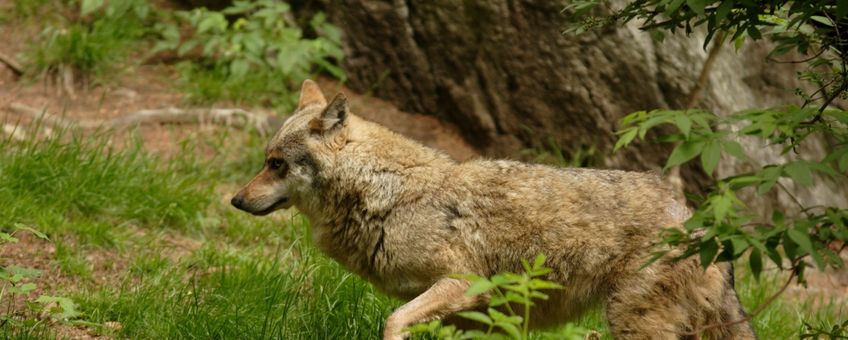 De wolvin bezocht met name de provincies Drenthe, Overijssel en Gelderland