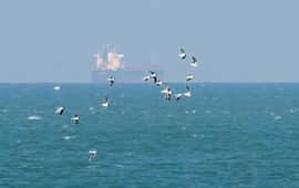 Sjek Venhuis Dwergmeeuwen richting noord langs de Zuidpier van IJmuiden, 16 april 2019