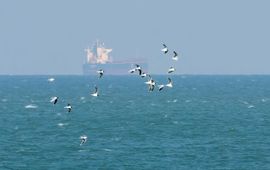 Dwergmeeuwen richting noord langs de Zuidpier van IJmuiden, 16 april 2019