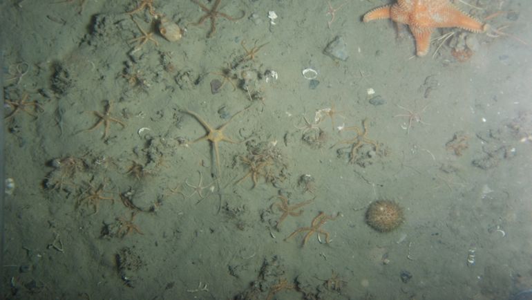 Zeebodem met zeesterren, slangsterren en een zeeëgel