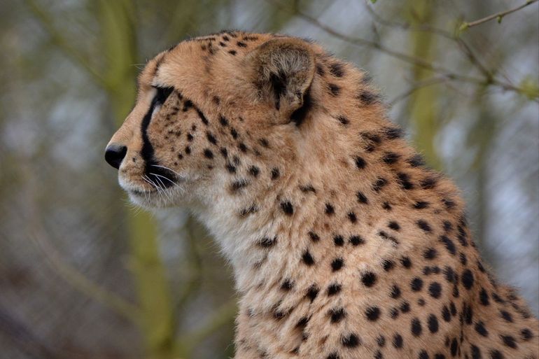 Cheetah