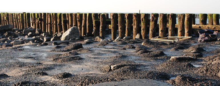 Biotoop van de Purperslak, overgoten met teer. Hier, op de strekdammen met palenrijen langs de Westkappelse Zeedijk, leefden vijftig tot wel vijfhonderd exemplaren per vierkante meter