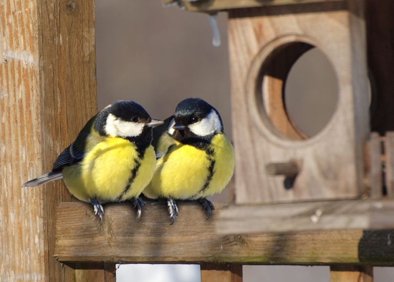 Als het erg koud is zitten vogels vaak een beetje bol; door de lucht tussen de donsveren zijn ze beter geïsoleerd