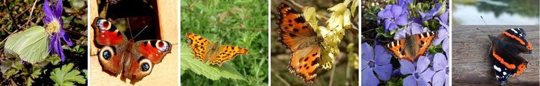 De meest gemelde vlinders afgelopen weeken: v.l.n.r. in volgorde van talrijkheid: citroenvlinder, dagpauwoog, gehakkelde aurelia, grote vos, kleine vos en atalanta