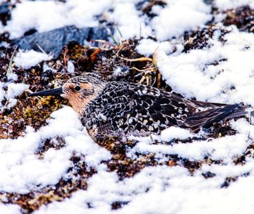 Red knots used to incubate their eggs in the Arctic snow in order to optimally time the hatch date of their chicks relative to the insect food peak. Nowadays, red knots have a hard time keeping pace with the rapidly advancing onset of Arctic summer