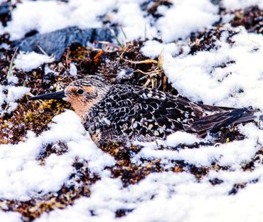 In het verleden broedden kanoeten nog in de sneeuw zodat hun kuikens op tijd uitkwamen voor de insectenpiek. Tegenwoordig hebben kanoeten moeite het tempo waarin het Noordpoolgebied opwarmt bij te houden