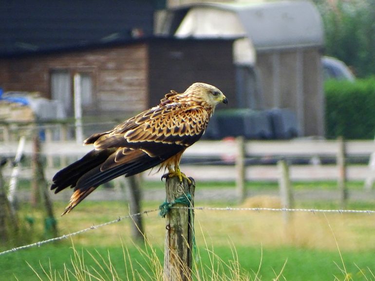 Nederlandse jonge rode wouw uit 2020 met zender, Ameland 16 Juli 2020