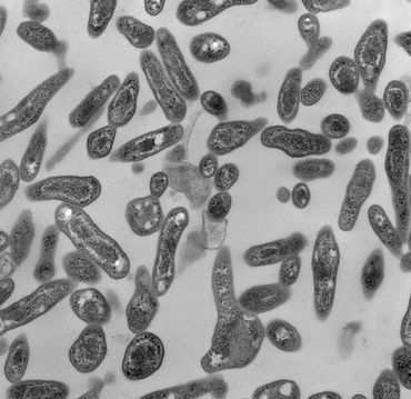 De nieuwe methaanetende bacteriesoort Mycobacterium methanotrophicum