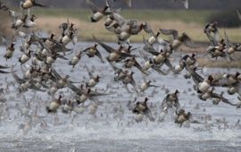 Opvliegende smienten boven water