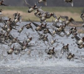 Opvliegende smienten boven water