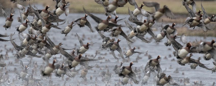 Opvliegende smienten boven water